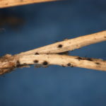 Black spore bearing structures of Diplodia on an infected pine needle.