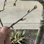 Figure 1. These oak tree buds may look dormant but have completed their chilling requirement and are ready to break.