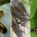 The image shows three caterpillars. A. Eastern tent caterpillar have a distinctive white stripe down their backs, B. western tent caterpillar are slate blue with a pair of black stripes, and C. forest tent caterpillar have a pattern of dots on the back that resemble penguins or bowling pins.
