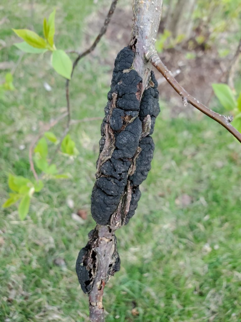 Black Knot Disease Purdue Landscape Report