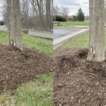 Left - Mulch applied improperly and unevenly to the base of a tree. Right – mulch pulled back to show some of the trunk flare.