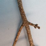 Image of a maple twig with oystershell scale.