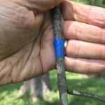 Image of a maple twig wrapped with a band of blue electrical tape
