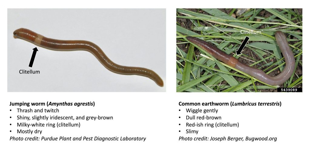 examples of jumping worm and earthworm