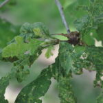 Bur oak leaf in tatters