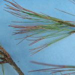 Pine needle tip dieback caused by Lecanosticta