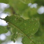Tattered oak leaves with lacebugs and lacebug eggs.