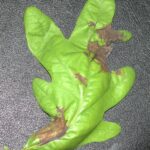 Oak leaf with dead tissue between veins.