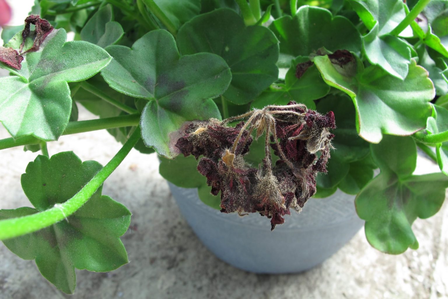 Gray Mold of Bedding Plants