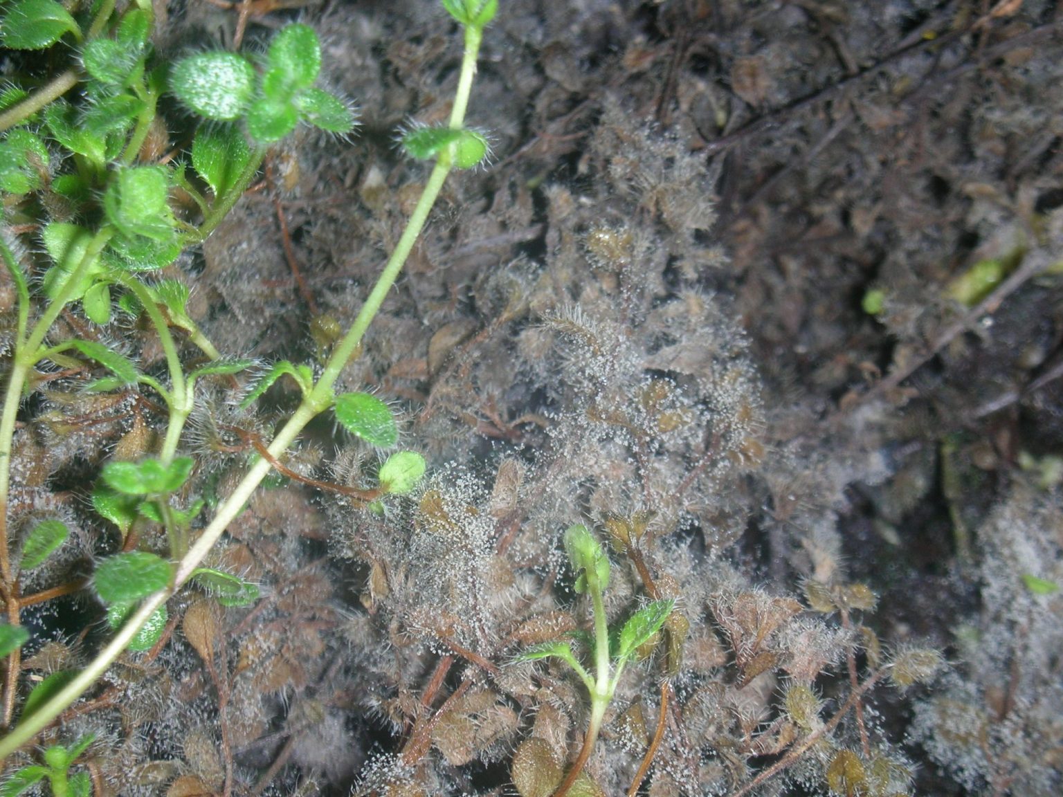 Gray Mold of Bedding Plants