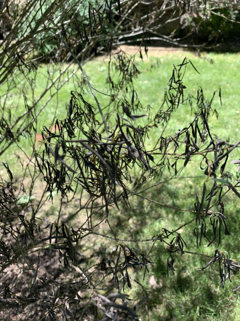Black Canker of Willow Purdue Landscape Report