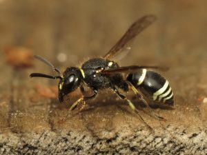 A close up of a small black and yellow wasp. It is mostly black with a few yellow stripes.
