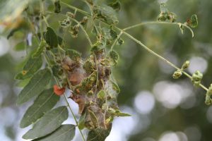 Honey locust leaves webbed together.