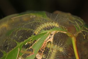 Yellow, fuzzy caterpillars with black spots and heads eating a leaf covered in a white web.