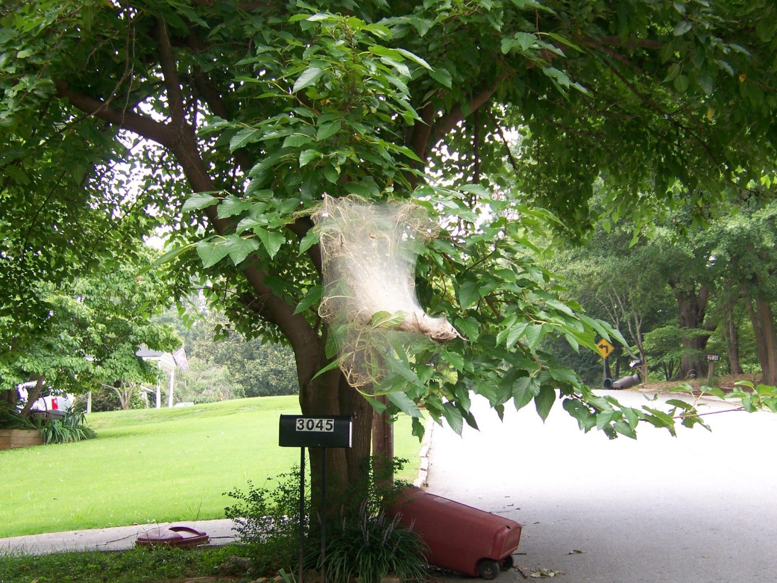 Fall webworms Should you manage them? Purdue Landscape Report