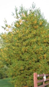 Yellow needles on white pine tree 