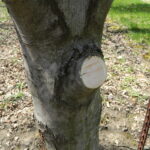 Pruning cuts will develop callus tissue on the exposed tissue giving rise to wound wood.