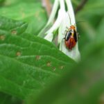 Four lined plant bug