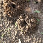 Pile of soil where a mining bee emerged from its nest.