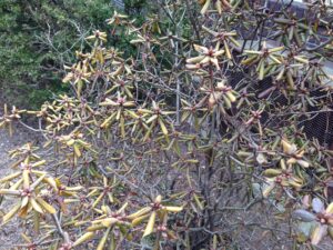 Rhododendron desiccation