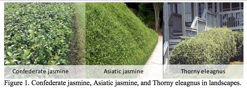 multiple jasmine