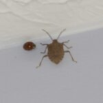 Brown marmorated stink bugs and multicolored Asian lady beetles are among the insects that may already be in your home for the winter.