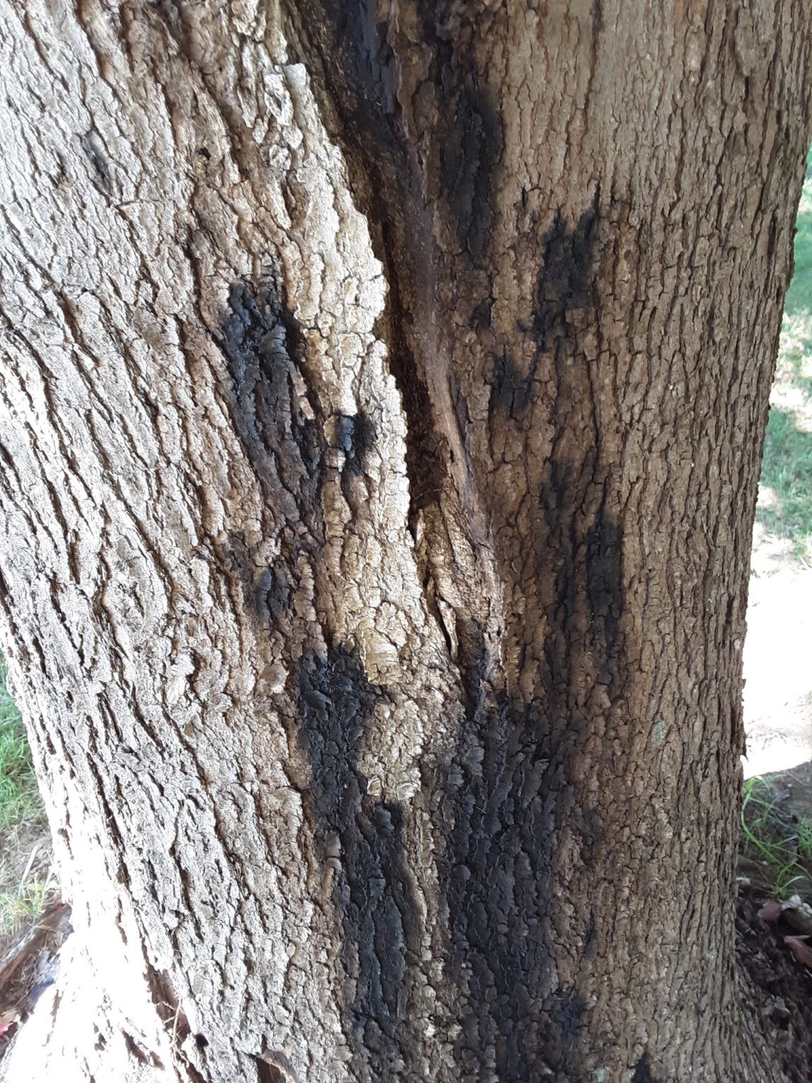 Phytophthora Bleeding Canker Purdue Landscape Report
