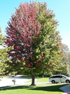 Maple tree showing early fall color due to trunk damage and Phytophthora trunk canker.