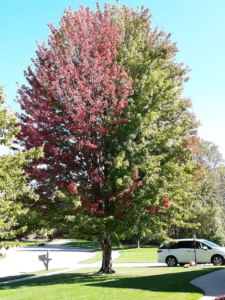 Phytophthora Bleeding Canker Purdue Landscape Report