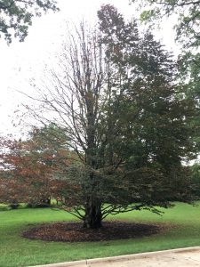 European beech tree with dieback caused by Phytophthora trunk canker and root rot.