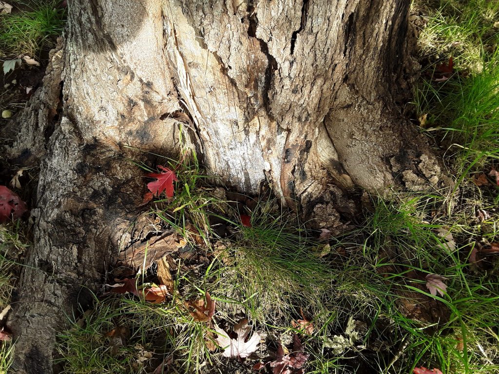 Phytophthora Bleeding Canker - Purdue Landscape Report