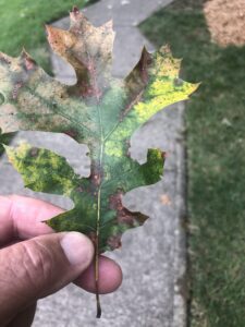 Oak leaf with irregularly shaped Tubakia leaf spots and veinal necrosis.