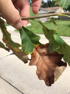 Blighting caused by bur oak blight pathogen in swamp oak leaves.