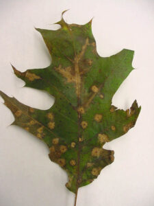 Typical Tubakia leaf spot symptoms illustrating how the fungus spreads along leaf veins.