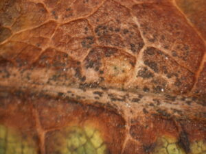 Fungal structures produced by Tubakia along leaf veins of an infected pin oak.