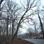 Leaning trees can be a risk to neighboring property owners.