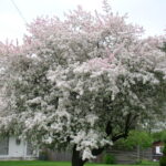 These beautiful dense clusters of crabapple flowers indicate a tree in need of pruning!