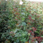 Tight packing of roses and poor sanitation are a disaster waiting to happen in the inside cut flower operation, which was beset with issues of powdery mildew, botrytis and downy mildew.