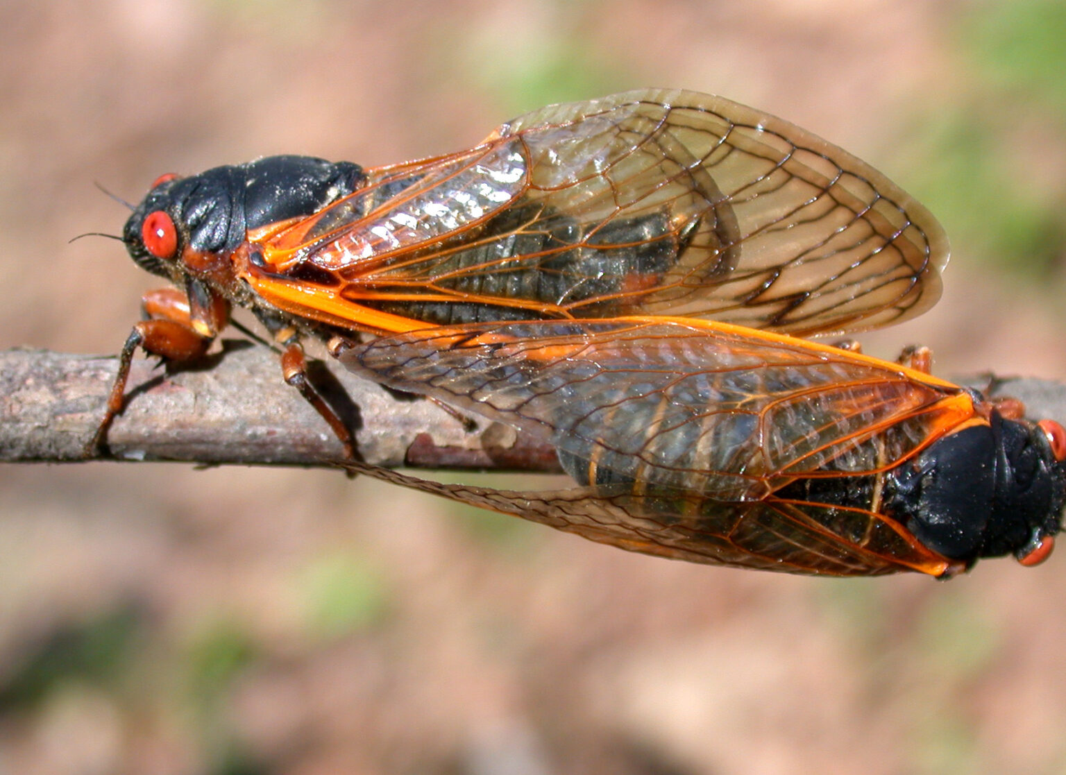 17year Cicadas are coming Are you ready? Purdue Landscape Report