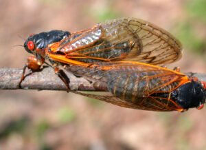 Two 17-year cicadas sitting on a branch. One is viewed from the side and one is viewed from above. They have bright red eyes, black bodies, and orange wing veins.