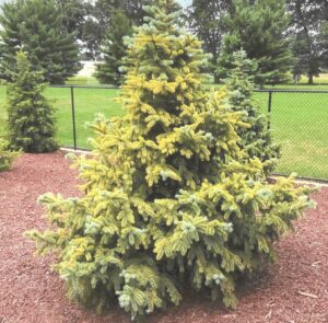 A spruce tree suffering from root damage and water stress.