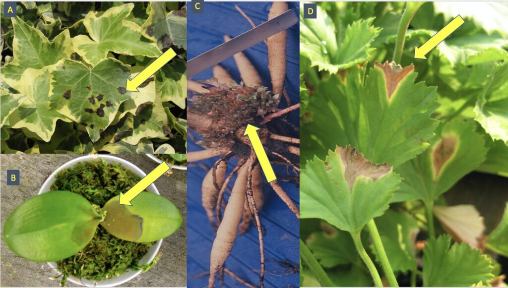  a. Ivy with Xanthomonas leaf spot, which caused black, angular lesion; b. Phaleanopsis orchids can become victim to soft rots, particularly if water is left standing in the crown of the plant; c. dahlia infected by Rhodococcus and proliferating stems; d. Xanthomonas blight on geranium. 