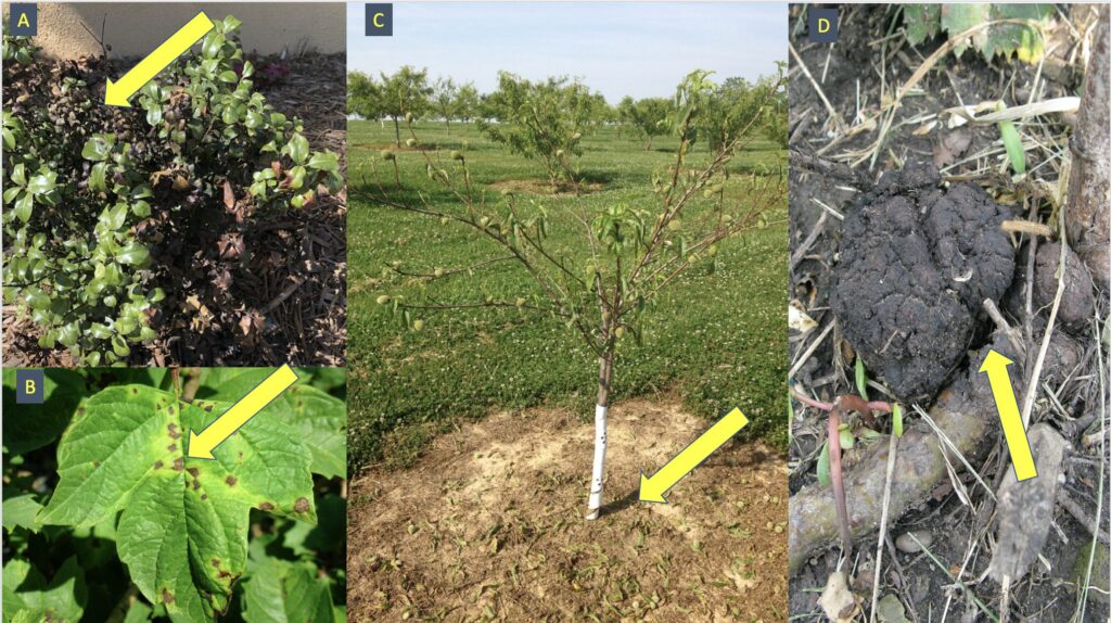 a. Fire blight on cotoneaster causes blackened foliage; b. angular leaf spot on hydrangea caused by Xanthomonas; c. Bacterial leaf spot of peach also infects and defoliates ornamental plums and cherries; d. Crown gall.