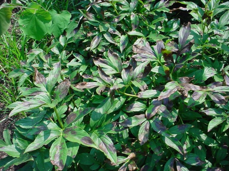 Peony leaf blotch Purdue Landscape Report