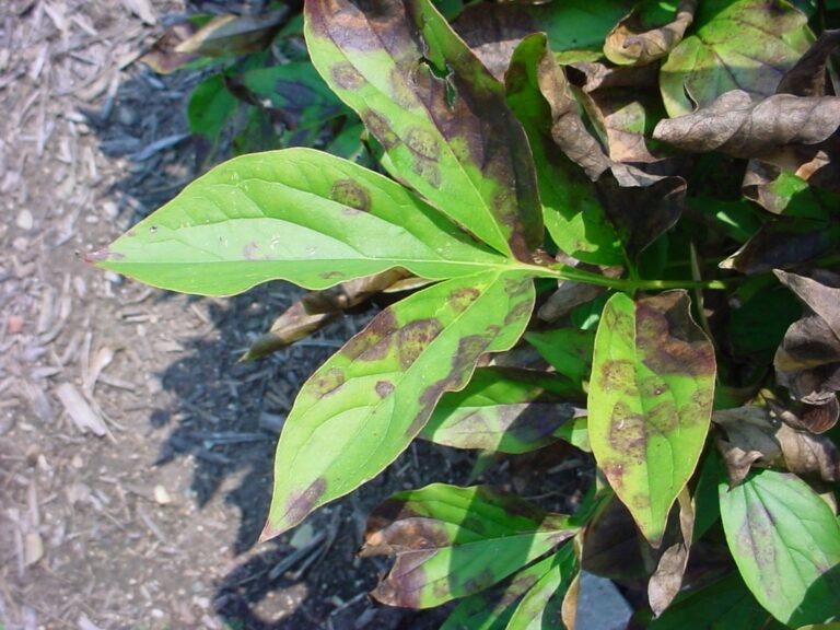 peony-leaf-blotch-purdue-landscape-report