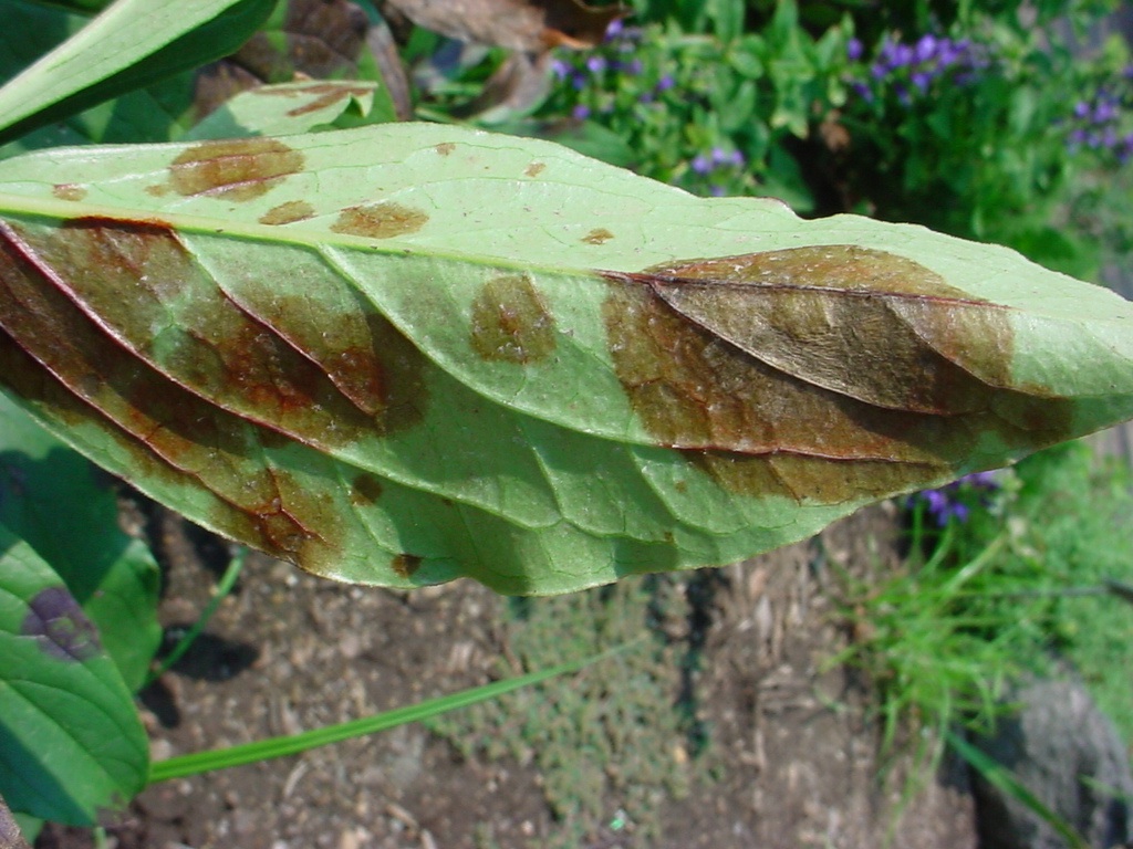 Peony leaf blotch - Purdue Landscape Report