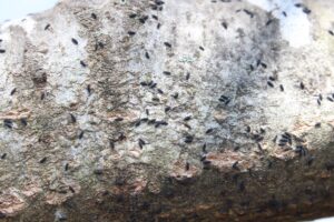 Black insects on light bark 