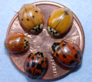 Ladybugs on penny 