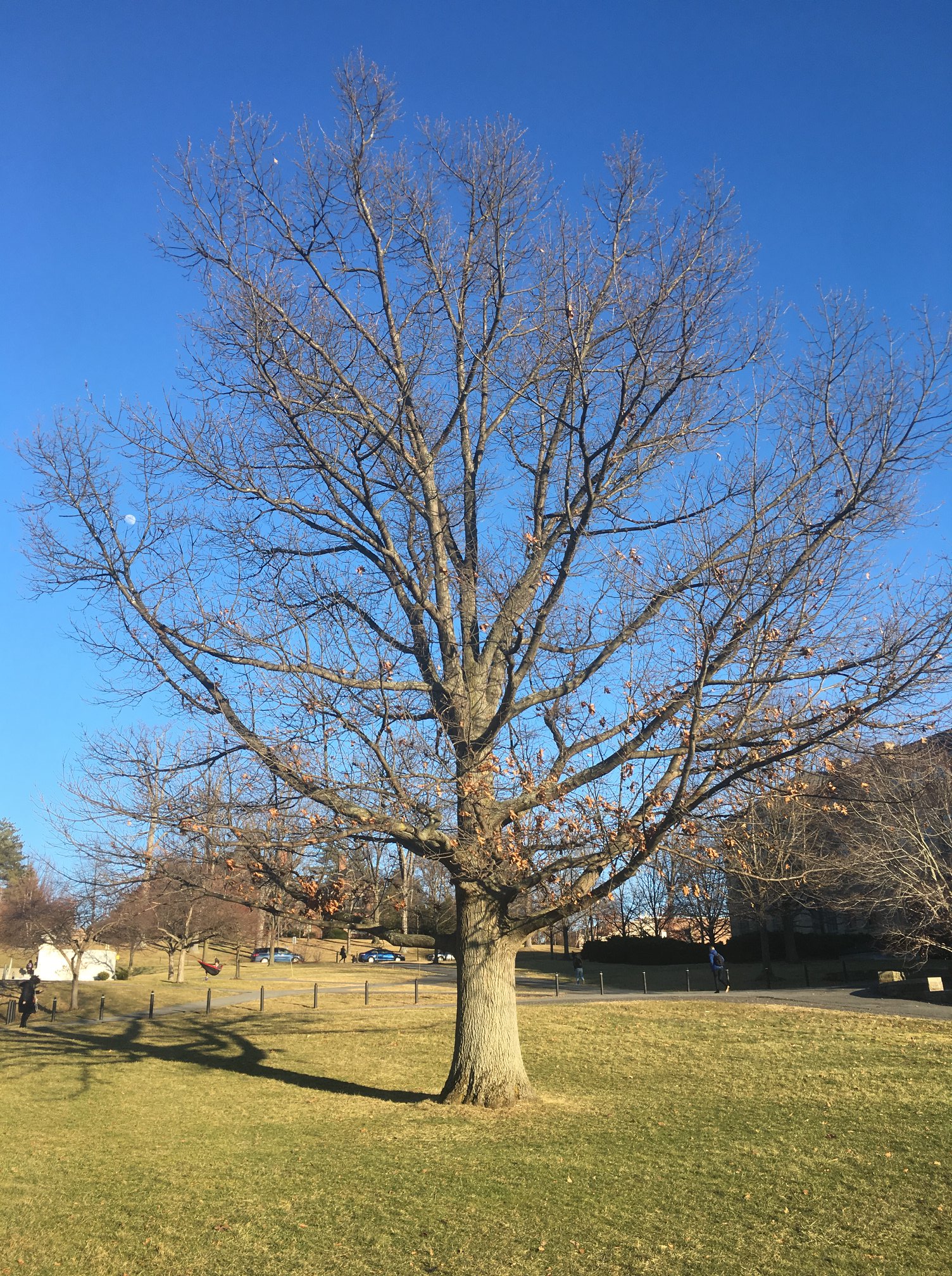 What do Trees Do in the Winter?