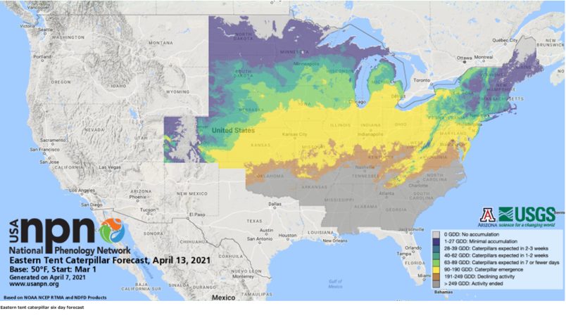 Figure 1. The NPN Eastern tent caterpillar 6 day forecast predicts caterpillars will be present in much of Indiana on April 13.
